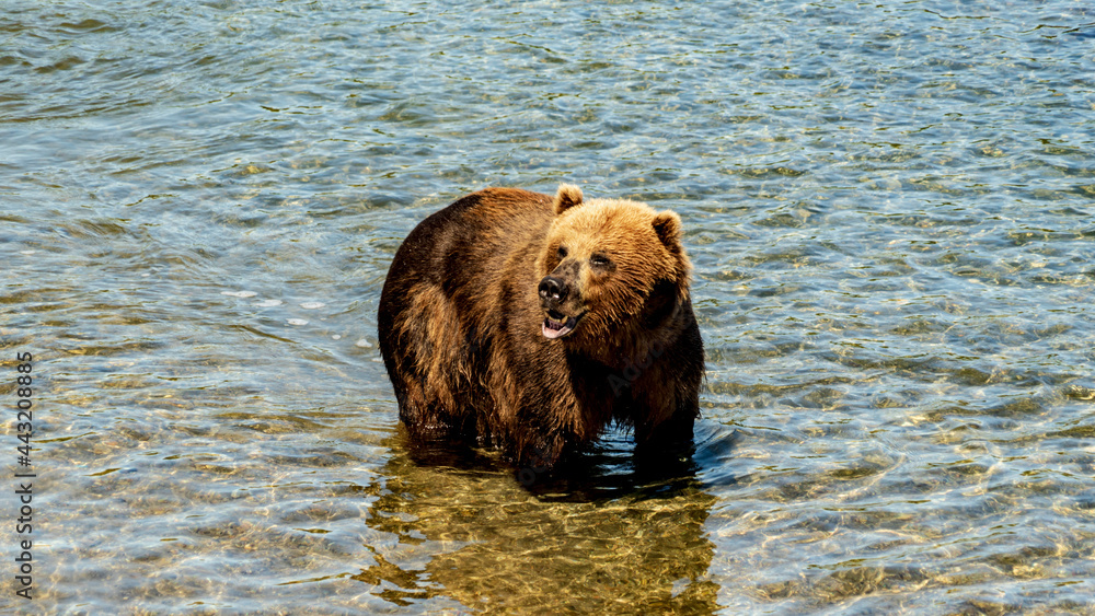 Kamchatka. Brown bear on the Kuril Lake Kamchatka. Brown bear on the Kuril Lake