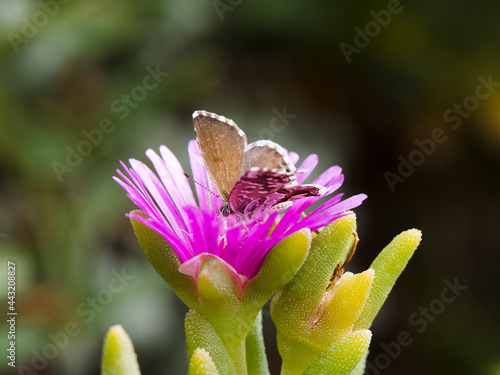 Common Geranium-bronze butterfly sitting on the bright pink flower of a Pale dewplant photo
