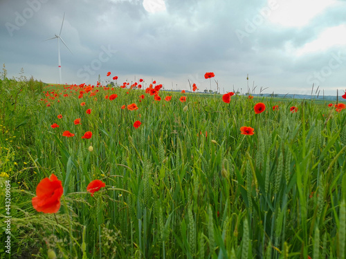 Red poppy field in nature in spring or summer