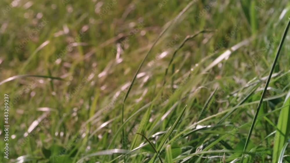 Wind shaking the grass shot in slow motion Wind shaking the grass shot in slow motion