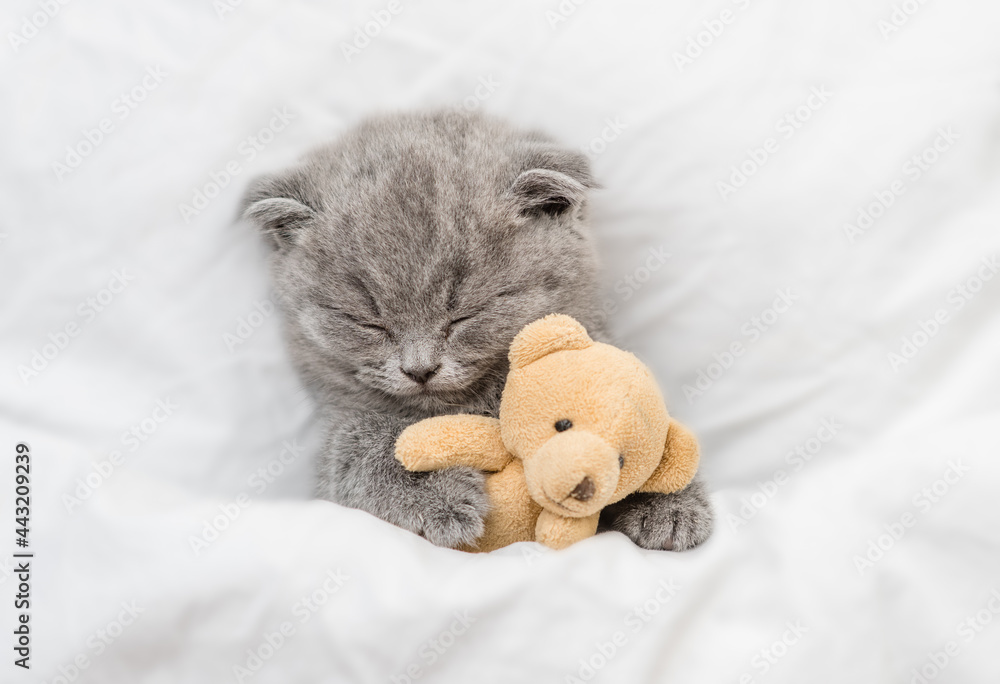 Cozy kitten sleeps under blanket on a bed at home and hugs favorite toy bear. Top down view