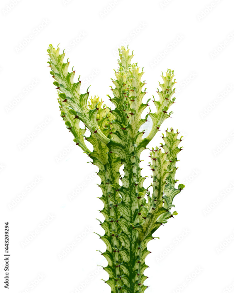 Cactus plant isolated on white background Cactus plant isolated on white background