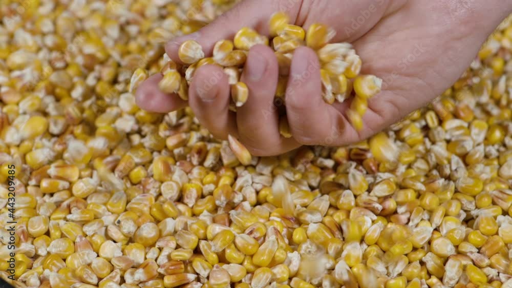 Slow Motion Dried Corn Grains Falling on Hands Farmer Texture Background Close Up. GMO Corn Kernels Maize Macro Shot. Organic Healthy Food. Slow Motion Farmer Holding Organic Corn Maize in Hands Slow Motion Dried Corn Grains Falling on Hands Farmer Texture Background Close Up. GMO Corn Kernels Maize Macro Shot. Organic Healthy Food. Slow Motion Farmer Holding Organic Corn Maize in Hands