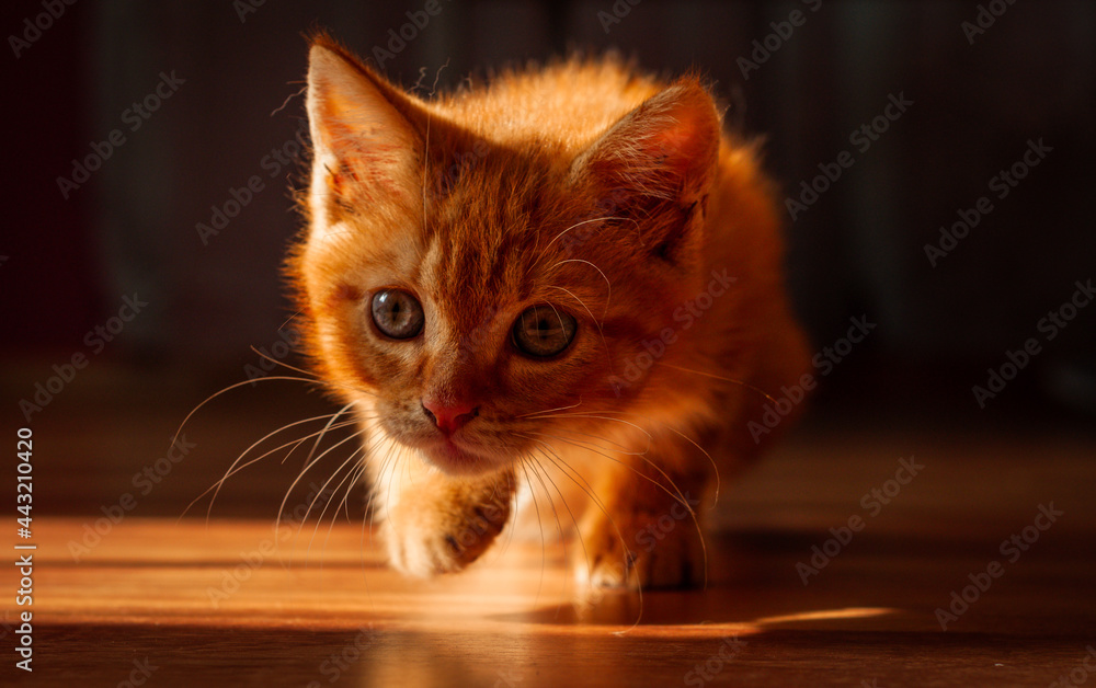 Mały rudy kotek - obrazy, fototapety, plakaty 