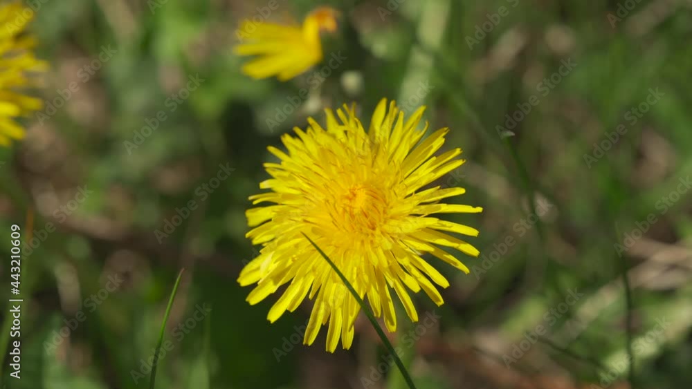 Closeup shot of a yellow dandelion on green grass background Closeup shot of a yellow dandelion on green grass background