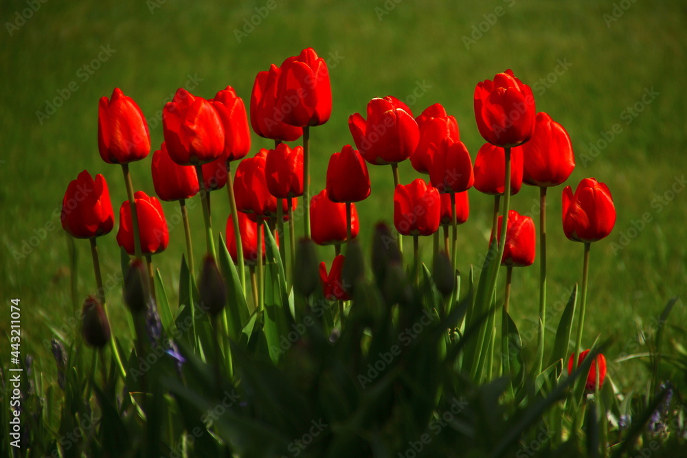 Fototapeta premium Tulipe