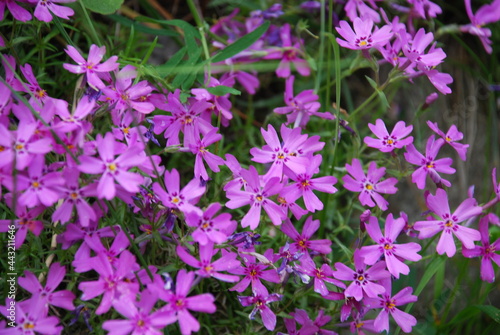 Phlox subulate Ronsdorfer schone. Small flowers are light lilac pink with very bright stamens in the center. Phlox grows among grasses and grasses.