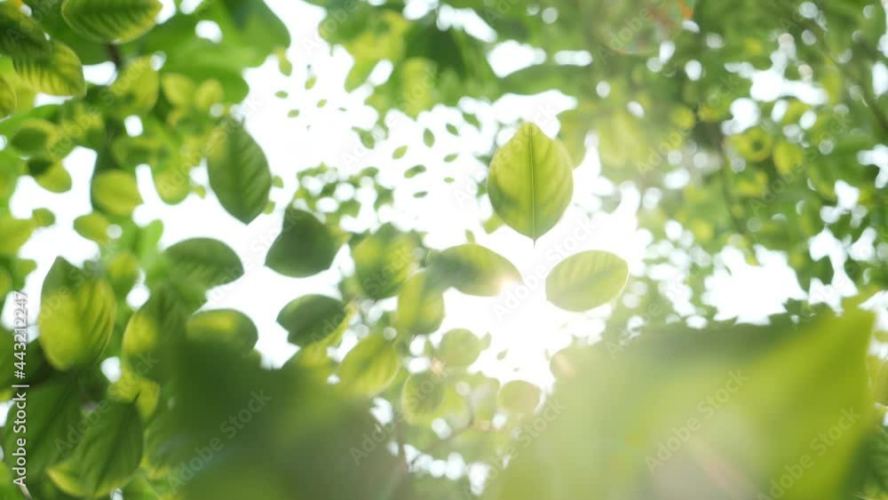 Close up sunlight passes through a leaf on a tree, Close up sunlight passes through a leaf on a tree,