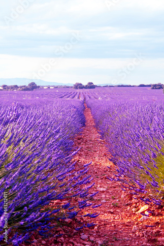 Lavender fields at sunset in Brihuega, Guadalajara, Spain