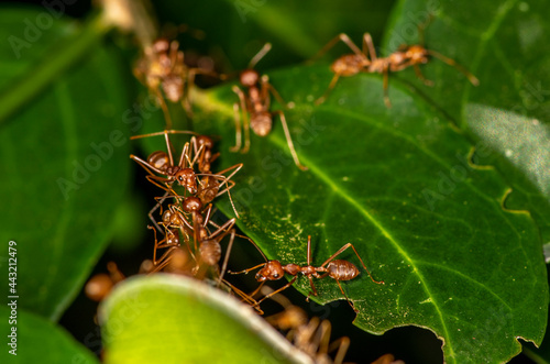 macro with red ants on a black and green background  © константин константи