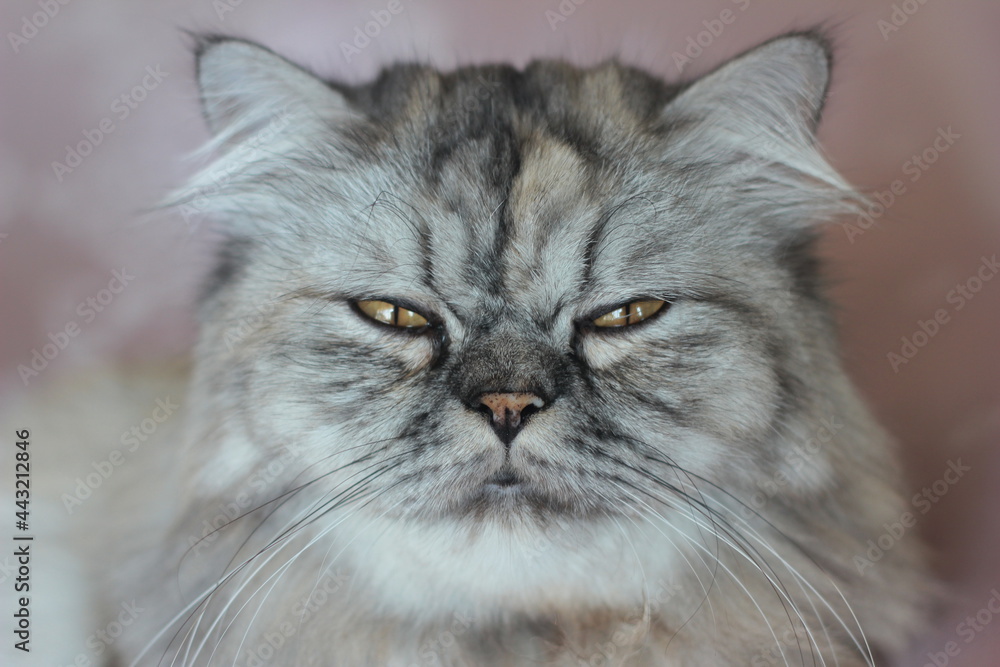 The lovely gray persian cat is sleepy. The lovely gray persian cat is sleepy.