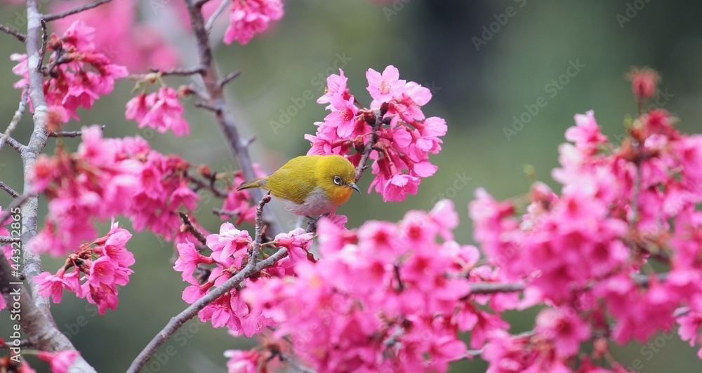 Yellow bird with cherry blossoms in Chiangmai Thailand. Yellow bird with cherry blossoms in Chiangmai Thailand.