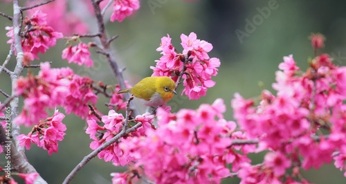 Yellow bird with cherry blossoms in Chiangmai Thailand.