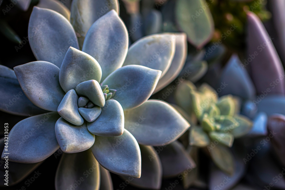 Succulent macro Succulent macro
