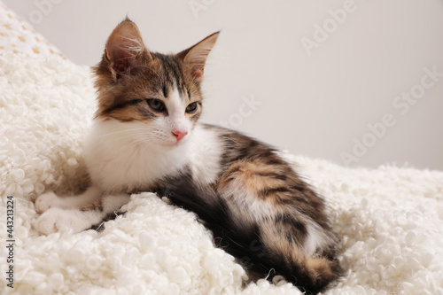Cute kitten on soft plaid. Baby animal