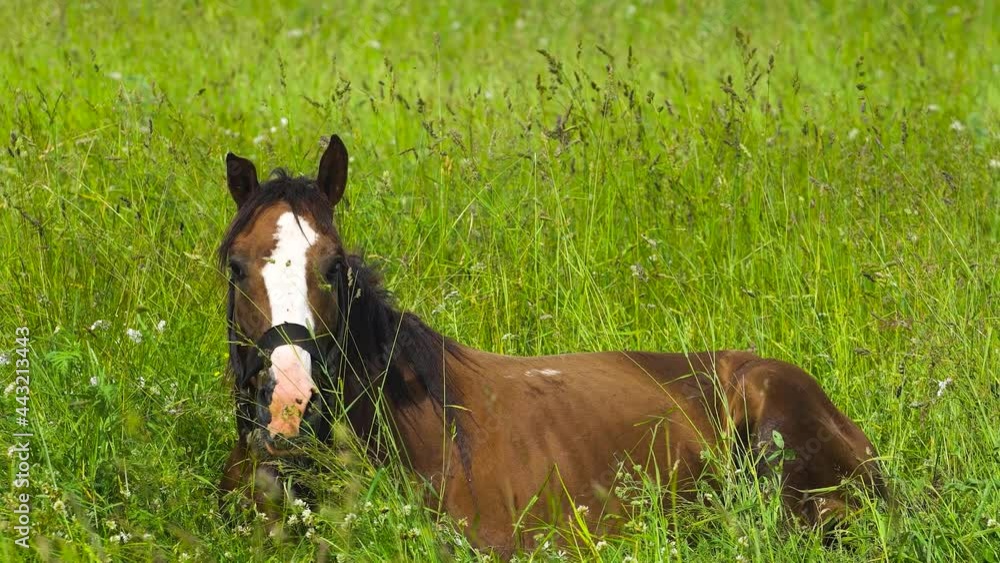 Horses having a rest in the green grass with flowers. Horses having a rest in the green grass with flowers.