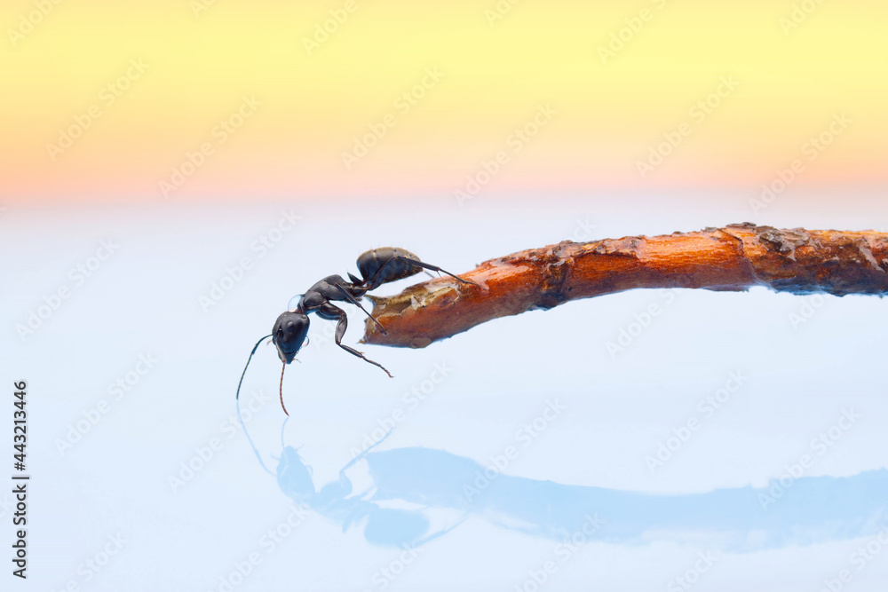 a large black ant drinks water from a pond