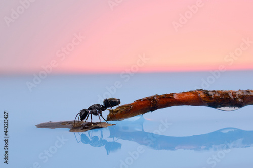 a large black ant drinks water from a pond