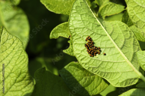 Colorado potato beetle eggs with hatching larvae on green plant outdoors, closeup