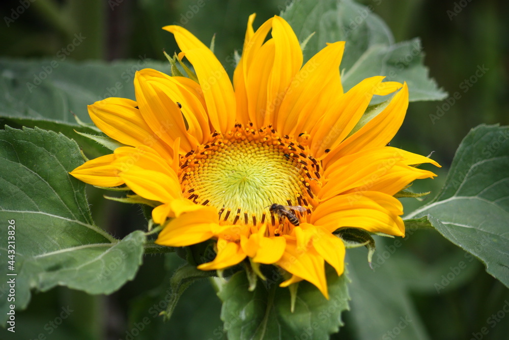 Obraz premium Nahaufnahme der Blüte einer Sonnenblume