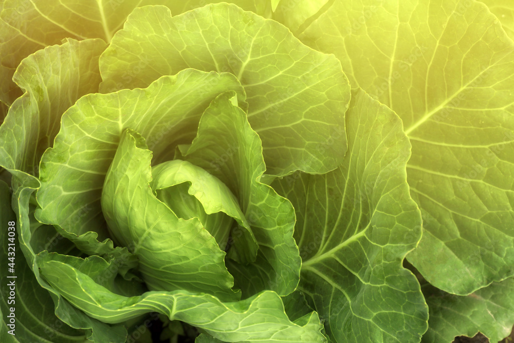 Cabbage plant with green leaves as background, top view Cabbage plant with green leaves as background, top view