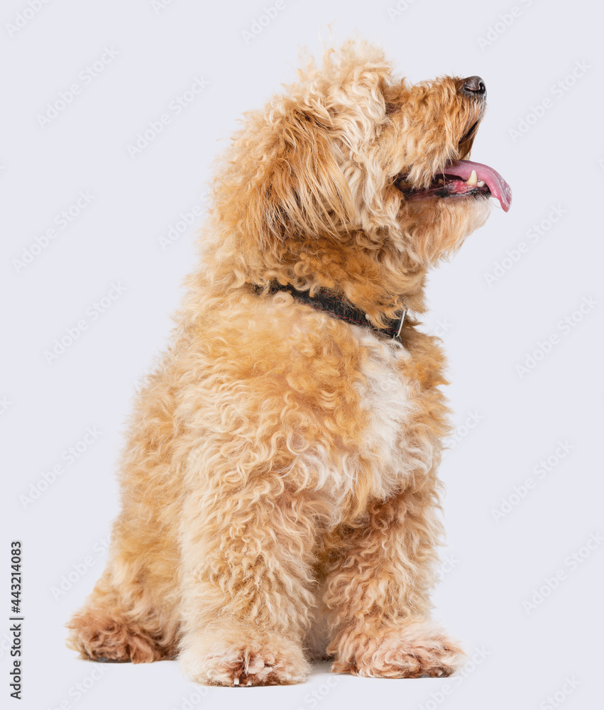 lapdog, mongrel, cute curly dog on a white background in studio lapdog, mongrel, cute curly dog on a white background in studio
