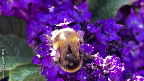 bumblebee on purple flower