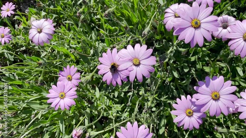 bumblebee flying over pink and purple flowers