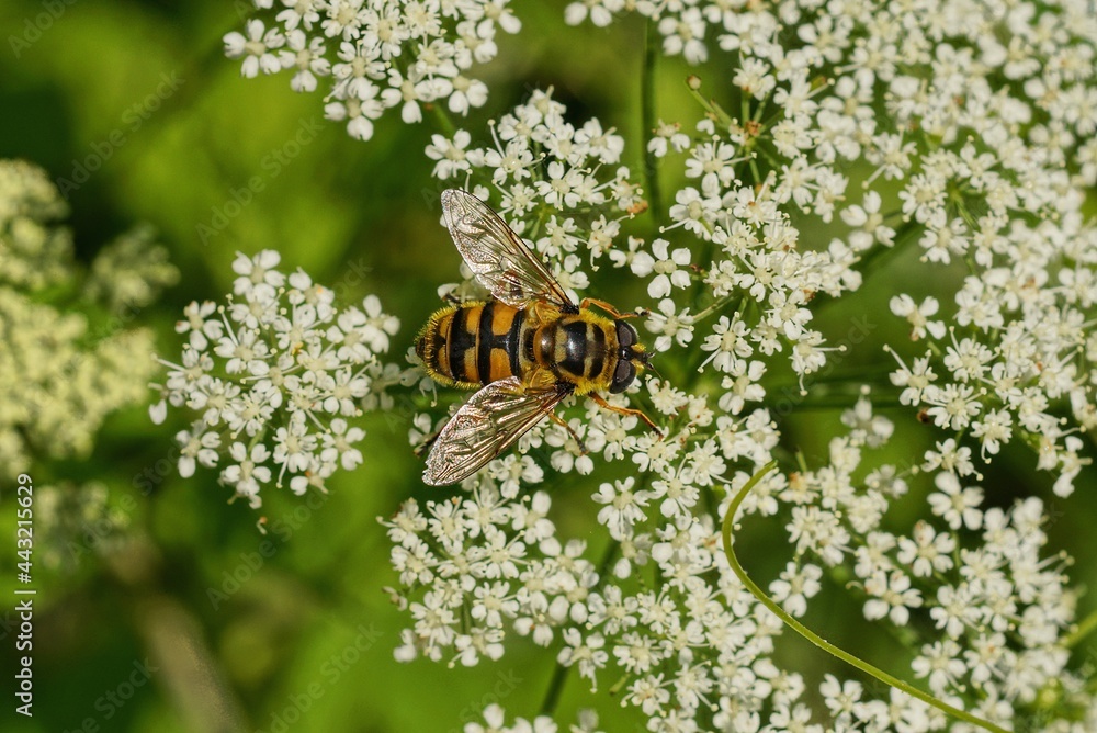 one small brown bee sits on a wild white flowers in nature one small brown bee sits on a wild white flowers in nature