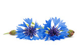 Two blue cornflowers on a white background