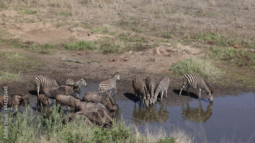 Zebra and blue wildebeest drinking water
