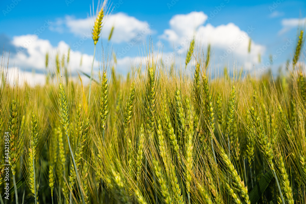 Obraz premium wheat field on a sunny day