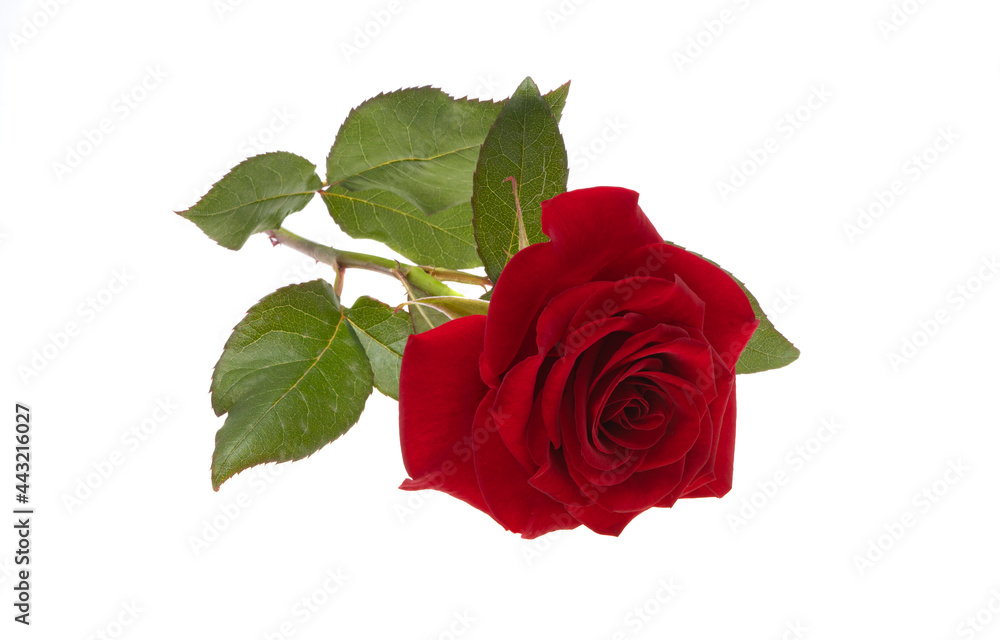 Fototapeta premium red rose isolated