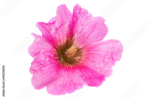 pink mallow flower isolated