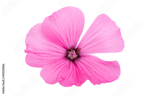 pink mallow flower isolated