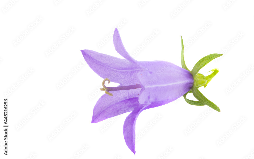 Naklejka premium meadow bell isolated