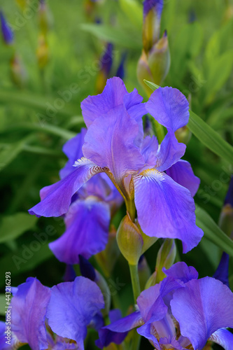 Beautiful blue iris on green garden background 