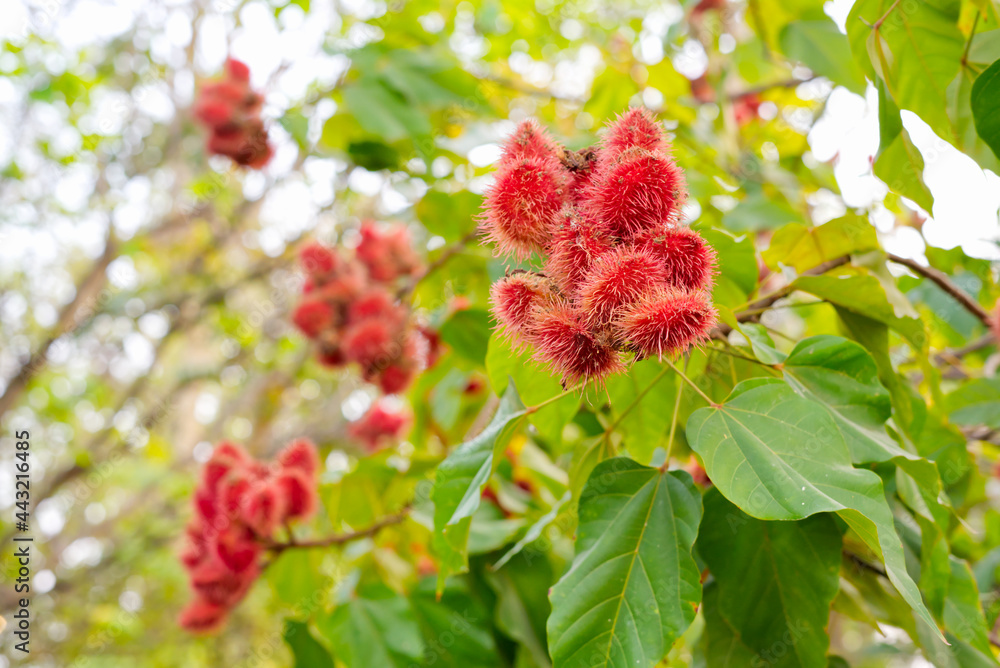 Obraz premium The fruit of the Anatto tree or Ton Khamthai the red fruit is similar to rambutan. It is a medicinal herb used in Thailand.