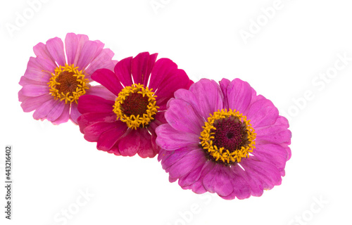 zinnia flower isolated