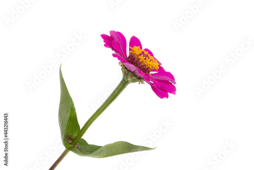 zinnia flower isolated
