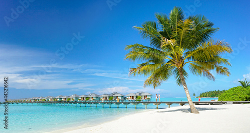 Fototapeta Naklejka Na Ścianę i Meble -  Coconut Palm tree on amazing perfect white sandy beach in island and a bridge to the bungalow. Perfect landscape background for relaxing vacation, island of Maldives.