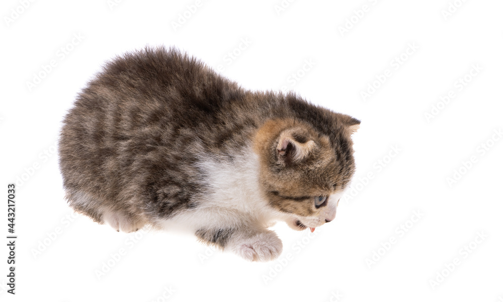 kitten isolated kitten isolated