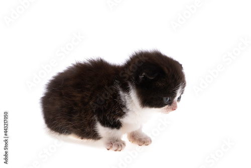 kitten isolated