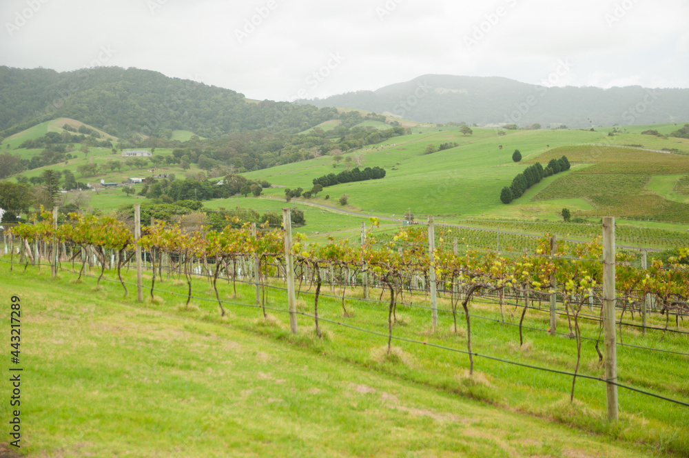 Fototapeta premium Green Vineyard with the foggy mountien view background.