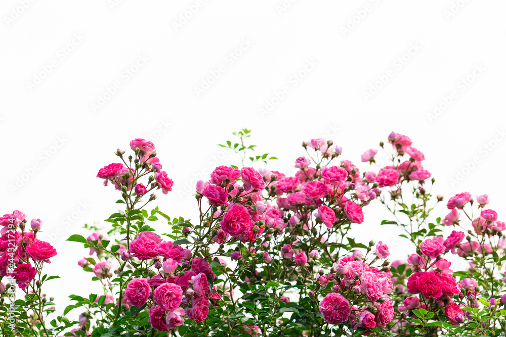 A richly flowering rose bush on a white background. Place for the inscription, copyspace A richly flowering rose bush on a white background. Place for the inscription, copyspace