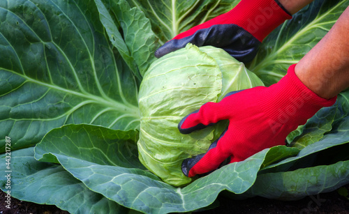 A gardener in red gloves harvests cabbage. Women s hands pull the cabbage head out of the ground. Farming, vegetarianism and healthy food concept