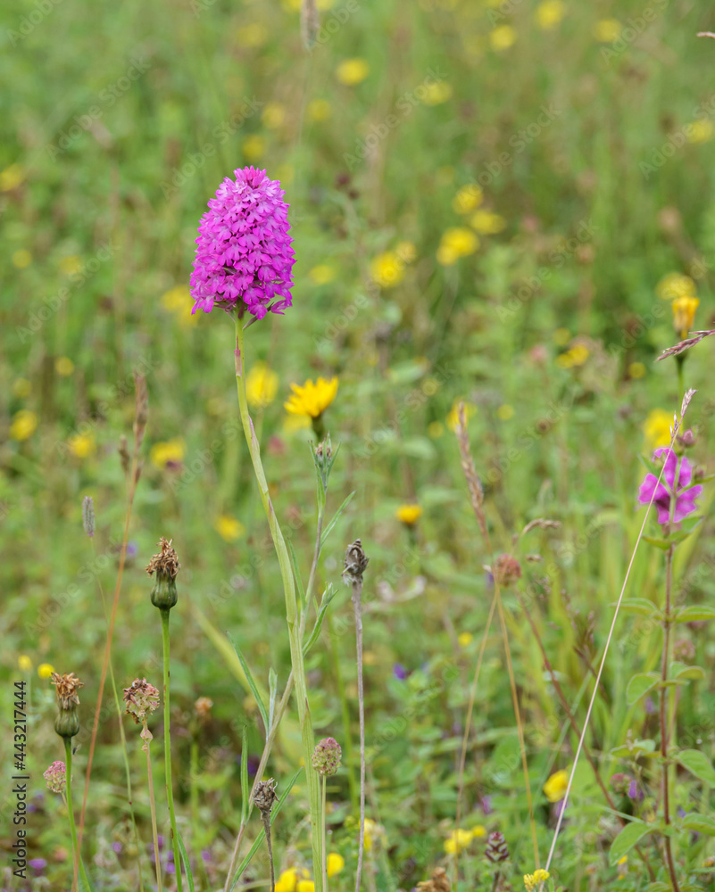beautiful pink and purple pyramidal orchid (Anacamptis pyramidalis) growing wild on Salisbury Plain grasslands, Wiltshire UK