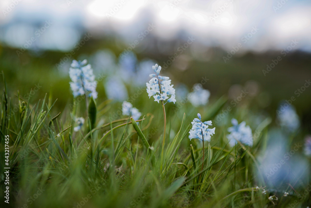 Obraz premium flowers in the grass
