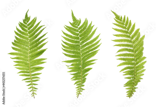 Set with beautiful fern leaves on white background