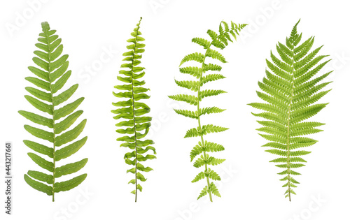 Set with beautiful fern leaves on white background